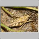 Tetrix ceperoi - Westliche Dornschrecke 04 10mm.jpg